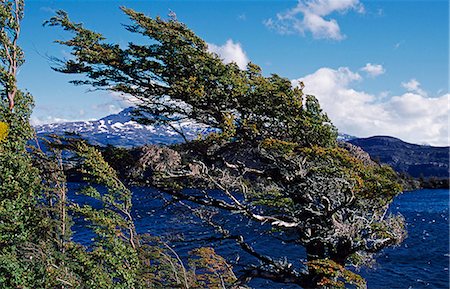 simsearch:862-03352059,k - Vent blasted arbre, massif du Paine, le Parc National de Torres del Paine, Chili Patagonie Photographie de stock - Rights-Managed, Code: 862-03352079