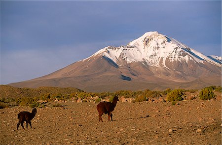 Llama and Alpaca crossing the pampa,Isluga National Park,Chile Foto de stock - Con derechos protegidos, Código: 862-03352217