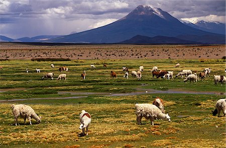 Chili, Parc National Isluga. Prairies de la Pampa qui entourent le village de Pueblo de Cariquima. Photographie de stock - Rights-Managed, Code: 862-03352219