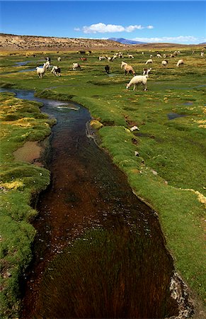 simsearch:862-03732117,k - Prairie de Pampa qui entourent le village de Pueblo de Cariquima, Parc National Isluga, Chili Photographie de stock - Rights-Managed, Code: 862-03352224