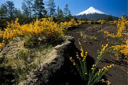 Chile,Region X. Mt Osorno,2,652 m (8,701 feet),extinct volcano in the Chilean Lake District,Los Lagos,Southern Chile Stock Photo - Rights-Managed, Code: 862-03352257