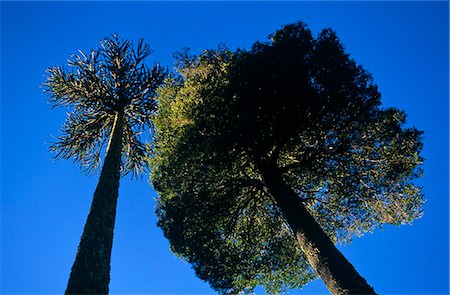 simsearch:862-03352007,k - Chile,Region IX,Malacahuello-Nalcas National Reserve. Rauli Robli,Chilean Beech tree. Stock Photo - Rights-Managed, Code: 862-03352268