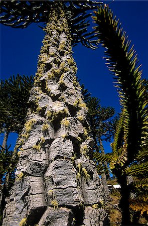 simsearch:862-03352007,k - Chile,Region IX,Malacahuello-Nalcas National Reserve. Araucaria,(Araucaria araucana) or Monkey-puzzle tree- the National Tree of Chile. Stock Photo - Rights-Managed, Code: 862-03352269
