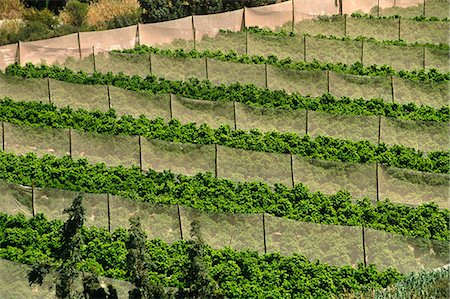 Chili, région IV, vallée de l'Elqui. Culture de la vigne pour la production principalement de Pisco. Photographie de stock - Rights-Managed, Code: 862-03352274