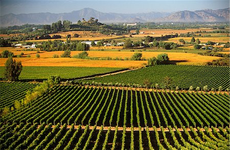 Chile,Region V,Santiago. Cousino Macul Vineyards,Central Chile Foto de stock - Con derechos protegidos, Código: 862-03352276