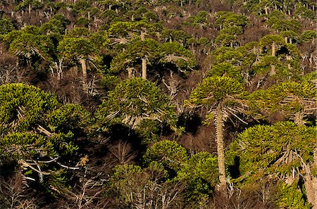 simsearch:862-03352270,k - Chile, Region IX, Malacahuello-Malalcahuello National Reserve. Araucaria,(Araucaria araucana) oder Monkey-puzzle Baum-der nationale Baum von Chile. Stockbilder - Lizenzpflichtiges, Bildnummer: 862-03352271