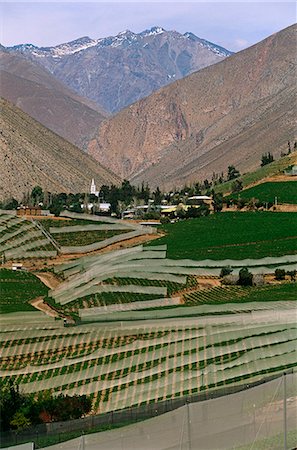 simsearch:862-03352276,k - Chili, région IV, vallée de l'Elqui. Culture de la vigne pour la production principalement de Pisco. Photographie de stock - Rights-Managed, Code: 862-03352273