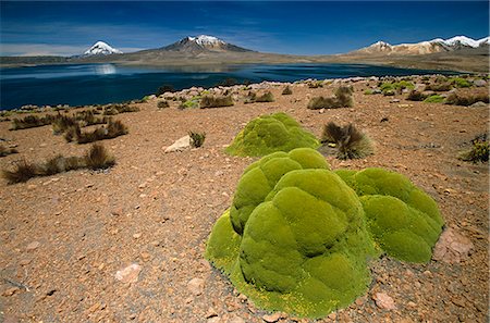 Chile, Lauca Nationalpark. Kissen Sie Llareta,(Azorella compacta) wächst um Ufer des Sees Chungara. Stockbilder - Lizenzpflichtiges, Bildnummer: 862-03352301