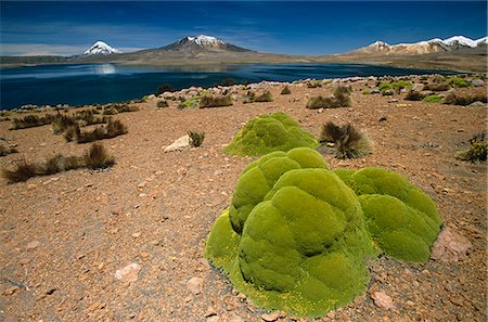 Chile,Lauca National Park. Cushion Llareta,(Azorella compacta) growing around the shores of Lake Chungara. Foto de stock - Con derechos protegidos, Código: 862-03352301