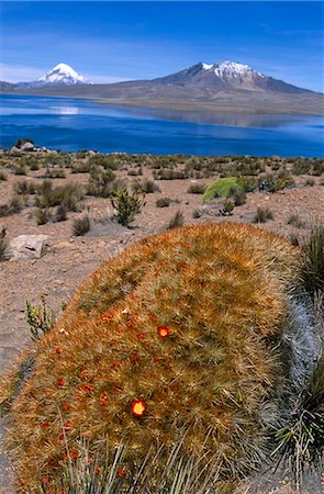 simsearch:862-03289428,k - Chile,Nevados de Payachata. Flowering cactus along the shores of Lake Chungara in Lauca National Park,Northern Chile. Foto de stock - Con derechos protegidos, Código: 862-03352302