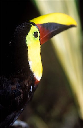 simsearch:862-03711722,k - Chestnut mandibled Toucan (Ramphastos swainsonii) in the lowland rainforest of Vulcan. Foto de stock - Con derechos protegidos, Código: 862-03352356