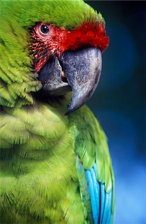 Great green or military macaw (Ara militaris) head and shoulders in lowland rainforests in Vulcan Stock Photo - Rights-Managed, Code: 862-03352357