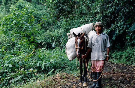 Muleteer and mule on rainforest track in Costa Rica Stock Photo - Rights-Managed, Code: 862-03352364