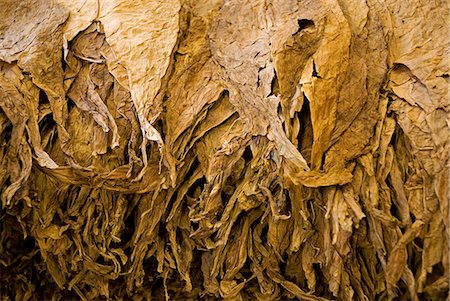 Cuba, la Havane. Classement du tabac feuilles, H.Upmann The Cigar Factory, la Havane, Cuba Photographie de stock - Rights-Managed, Code: 862-03352535