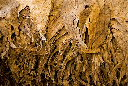 pure - Cuba,Havana. Graded tobacco leaves,The H.Upmann Cigar Factory,Havana,Cuba Foto de stock - Con derechos protegidos, Código: 862-03352535