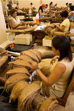 Cuba, la Havane. Classement du tabac feuilles, The H. Upmann Cigar Factory, la Havane, Cuba Photographie de stock - Rights-Managed, Code: 862-03352537