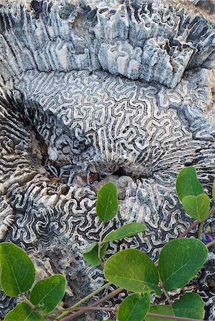 Cuba,Cienfuegos. Brain coral on the foreshore,Cienfuegos Stock Photo - Rights-Managed, Code: 862-03352562