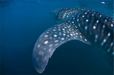 Djibouti,Bay of Tadjourah. A Whale Shark (Rhincodon typus) swims near the surface in the Bay of Tadjourah. Stock Photo - Rights-Managed, Code: 862-03352649