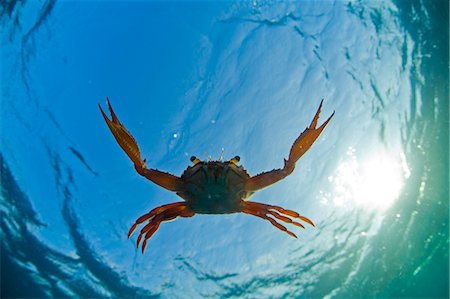 Djibouti. A Red Swimming Crab (Charybdis erythrodactyla) swims in the Indian Ocean. Foto de stock - Con derechos protegidos, Código: 862-03352643