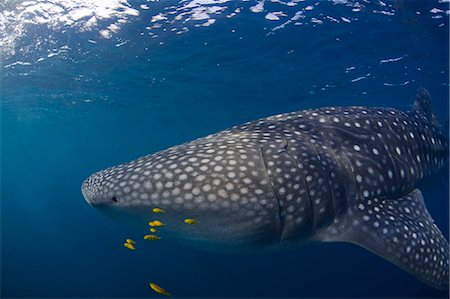 scuba shark - Djibouti,Bay of Tadjourah. A Whale Shark (Rhincodon typus) swims near the surface in the Bay of Tadjourah. Stock Photo - Rights-Managed, Code: 862-03352661