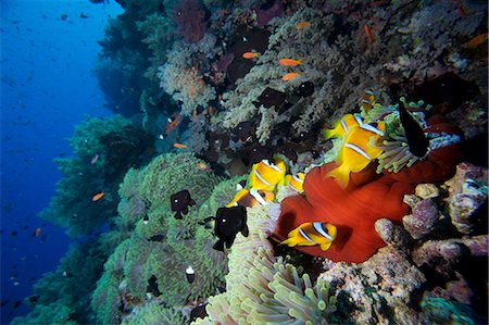 simsearch:400-05880854,k - Egypt,Red Sea. A group of Two-Banded Clownfish (Amphirion bicinctus) share an anemone (Heteractis magnifica) Stock Photo - Rights-Managed, Code: 862-03352916