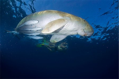 simsearch:862-03352927,k - Egypt,Red Sea. A Snorkeller watches a Dugong (Dugong dugon) in the Red Sea. Foto de stock - Con derechos protegidos, Código: 862-03352924