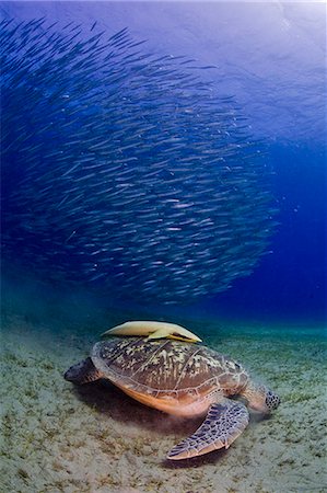 Egypt,Red Sea. A Green Turtle (Chelonia mydas) rests among seagrass in the Red Sea,with a shoal of small barracuda Foto de stock - Con derechos protegidos, Código: 862-03352926