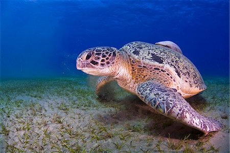 Egypt,Red Sea. A Green Turtle (Chelonia mydas) Stock Photo - Rights-Managed, Code: 862-03352927