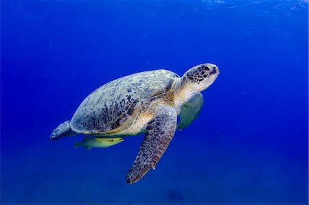 Égypte, mer rouge. Une tortue verte (Chelonia mydas) Photographie de stock - Rights-Managed, Code: 862-03352928