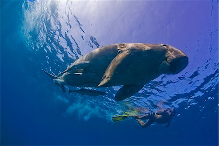 simsearch:862-03352938,k - Egypt,Red Sea. A Snorkeller watches a Dugong (Dugong dugon) in the Red Sea. Foto de stock - Con derechos protegidos, Código: 862-03352923