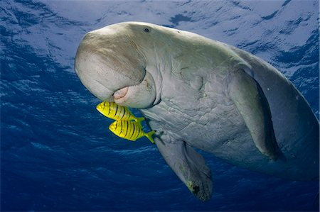 simsearch:862-03437028,k - Egypt,Red Sea. A Dugong (Dugong dugon) swims in the Red Sea. Stock Photo - Rights-Managed, Code: 862-03352934