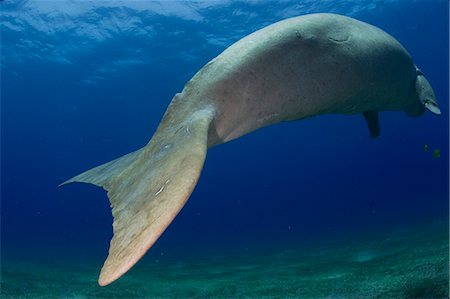 dugong - Égypte, mer rouge. Un Dugong (Dugong dugon) nage dans la mer rouge. Photographie de stock - Rights-Managed, Code: 862-03352935