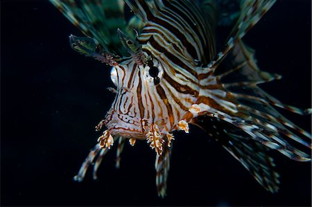 Egypt,Red Sea. A lionfish (Pterois volitans) underwater in the Red Sea Foto de stock - Con derechos protegidos, Código: 862-03352936