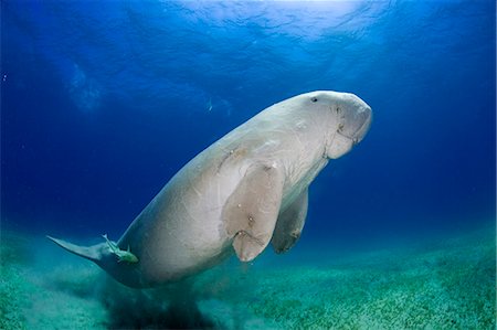 simsearch:862-03352927,k - Egypt,Red Sea. A Dugong (Dugong dugon) swims in the Red Sea. Foto de stock - Con derechos protegidos, Código: 862-03352931