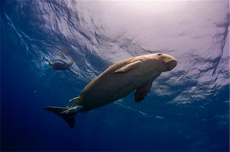 simsearch:614-03903855,k - Egypt,Red Sea. A Snorkeller watches a Dugong (Dugong dugon) in the Red Sea. Stock Photo - Rights-Managed, Code: 862-03352932