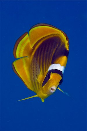 sea life under water not people - Egypt,Red Sea. Raccoon Butterflyfish (Chaetodon fasciatus) Stock Photo - Rights-Managed, Code: 862-03352944