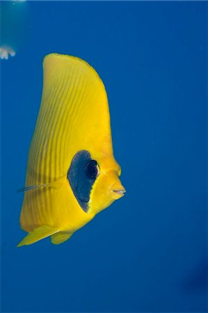 simsearch:862-03352929,k - Égypte, mer rouge. Une mer rouge ou poisson-papillon masqué (Chaetodon semilarvatus) Photographie de stock - Rights-Managed, Code: 862-03352943