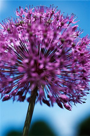 Allium 'Gladiator' flower which produces a chemical compound that gives it a characteristic onion or garlic odour Stock Photo - Rights-Managed, Code: 862-03353009