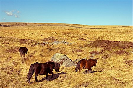 simsearch:862-03353138,k - Poneys Dartmoor sur Fox Tor Mire Photographie de stock - Rights-Managed, Code: 862-03353083