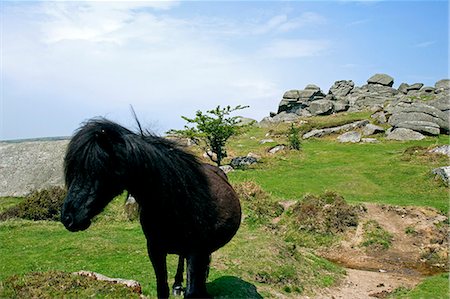 Ponies in front of tor,Dartmoor,South Devon,England Stock Photo - Rights-Managed, Code: 862-03353136