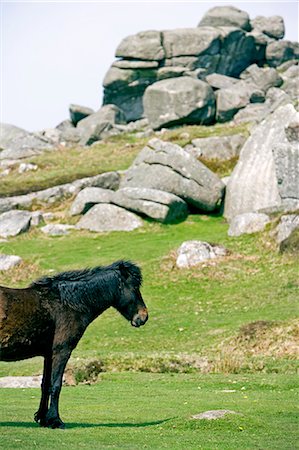 Pony in front of tor,Dartmoor,South Devon,England Stock Photo - Rights-Managed, Code: 862-03353137