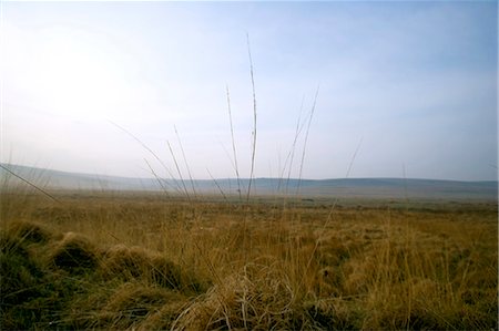 simsearch:862-03437728,k - Sunrise over Fox Tor Mire,Dartmoor,South Devon,England Foto de stock - Con derechos protegidos, Código: 862-03353138