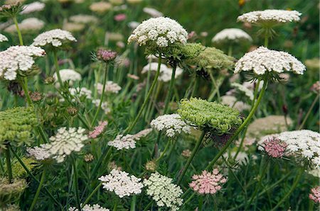 simsearch:862-03353328,k - Têtes de fleurs sauvages dans la vallée de Cot, Cornouailles, Angleterre Photographie de stock - Rights-Managed, Code: 862-03353368