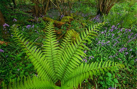 England,Yorkshire. A Bluebell woodland in the Yorkshire Dales. Stock Photo - Rights-Managed, Code: 862-03353446