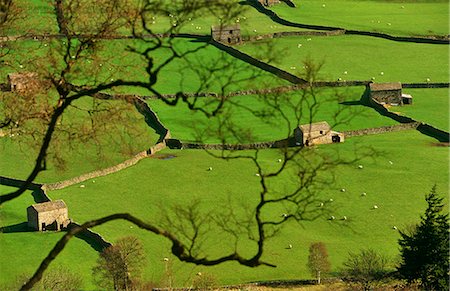 England,Yorkshire,Swaledale. Drystone walls and field barns in the valley floor of Gunnerside in the Yorkshire Dales National Park. Stock Photo - Rights-Managed, Code: 862-03353447