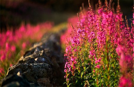 simsearch:862-03731168,k - England,Yorkshire,Kettlewell. Fireweed behind a Drystone wall in the Yorkshire Dales National Park. Foto de stock - Con derechos protegidos, Código: 862-03353448