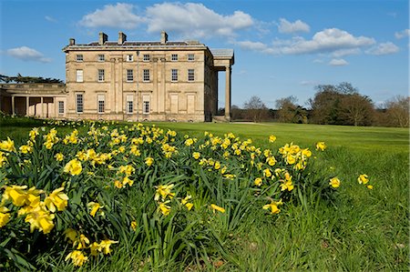 daffodil and landscape - England,Shropshire,Atcham. Attingham Park - a country house and park which is owned by the National Trust. Stock Photo - Rights-Managed, Code: 862-03353489