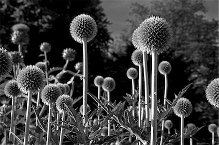 simsearch:862-03353138,k - Angleterre, Dorset, Thorncombe. Forde Abbey fait partie de la frontière entre le Dorset et Somerset. Son élégant ancien monastère cistercien et ses 12 hectares de jardins gagnante de prix situées dans une région de beauté naturelle exceptionnelle en font un des lieux touristiques de l'ouest du Dorset. Photographie de stock - Rights-Managed, Code: 862-03353677