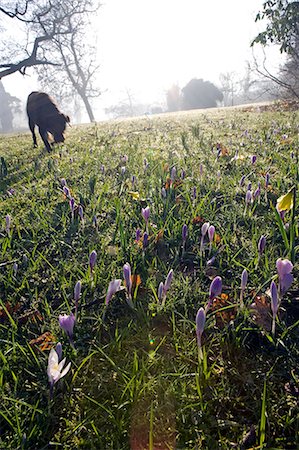 flowers mist - England,Dorset,Thorncombe. Forde Abbey forms part of the boundary between Dorset and Somerset and its elegant former Cistercian monastery and its 30 acres of award winning gardens located within an Area of Outstanding Natural Beauty make it one of West Dorsets premier tourist locations. Early morning crocuses are explored by a dog. Stock Photo - Rights-Managed, Code: 862-03353699