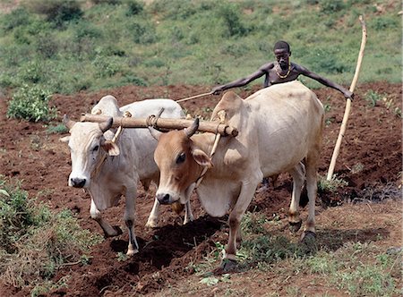 A Konso man ploughs his land with two yoked oxen. In the absence of modern farming methods,a wooden stave serves as his plough. Traditional agricultural methods are widely used in Ethiopia.. Stock Photo - Rights-Managed, Code: 862-03353960